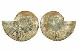 Cut & Polished, Agatized Ammonite Fossil - Madagascar #241871-1
